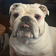 Agnes joined the competition — help win amazing prizes! animal, bulldog, canine, close_up, companion, cute, dog, domestic, ears, expression, face, friendly, fur, indoor, mouth, pet, portrait, sitting, white, wrinkles