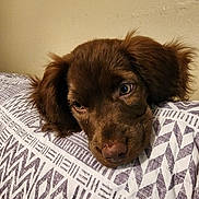Charlie is registered to the contest to win money with this photo: puppy, dog, brown_fur, resting, head, pillow, patterned, indoor, closeup, cute, pet, fur, ears, sleepy, animal, face, lying_down, cozy, domestic, young