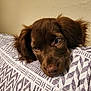 puppy, dog, brown_fur, resting, head, pillow, patterned, indoor, closeup, cute, pet, fur, ears, sleepy, animal, face, lying_down, cozy, domestic, young
