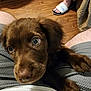 Charlie is registered to the contest to win money with this photo: puppy, dog, brown_dog, pet, indoor, wooden_floor, person, shorts, footwear, adidas_slides, lap, cute, young_dog, fur, animal, looking_up, close_up, companion, domestic_animal, curious