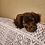 Charlie joined the competition — help win amazing prizes! puppy, dog, sleepy, brown, blanket, pattern, couch, indoor, resting, pet, fur, ears, face, animal, cute, cozy, head, lying_down, wall, domestic