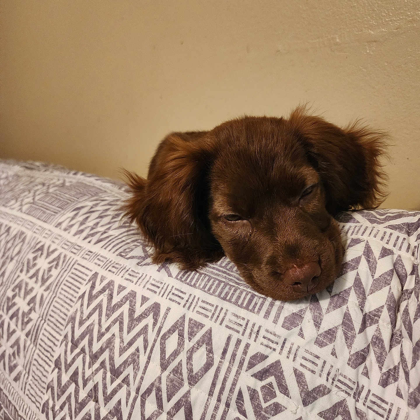 Charlie joined the competition — help win amazing prizes! animal, blanket, brown, couch, cozy, cute, dog, domestic, ears, face, fur, head, indoor, lying_down, pattern, pet, puppy, resting, sleepy, wall