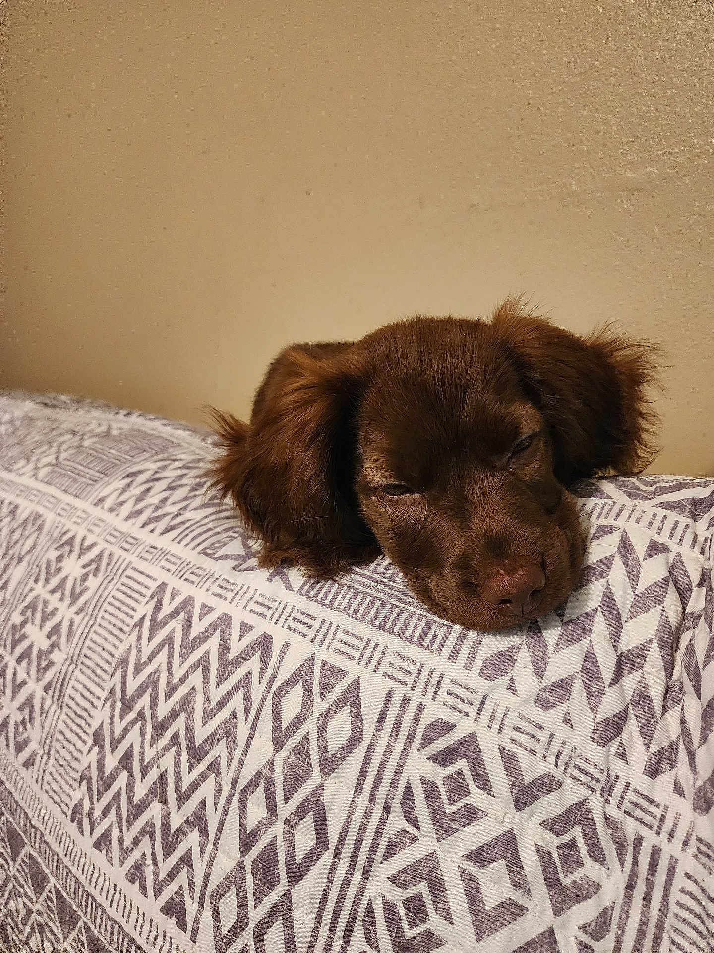 Charlie joined the competition — help win amazing prizes! puppy, dog, sleepy, brown, blanket, pattern, couch, indoor, resting, pet, fur, ears, face, animal, cute, cozy, head, lying_down, wall, domestic