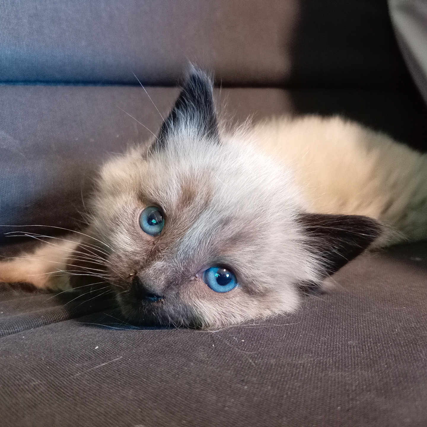Chance a rejoint le concours — aidez-le/la à gagner de superbes lots ! animal, blue_eyes, cat, close_up, couch, cozy, cute, domestic_animal, feline, fur, indoor, kitten, lying_down, pet, portrait, relaxed, resting, soft_light, whiskers, young
