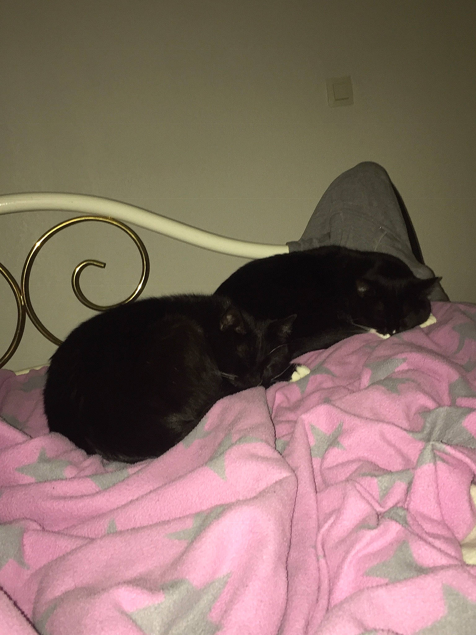 Zizou a rejoint le concours — aidez-le/la à gagner de superbes lots ! bed, black_cat, canidae, carnivore, cat, comfort, dog_breed, domestic_short_haired_cat, felidae, fur, grey, linens, magenta, mammal, room, small_to_medium_sized_cats, sporting_group, tail, vertebrate, whiskers