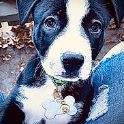 Roscoe is registered to the contest to win money with this photo: puppy, dog, black_and_white, floppy_ears, wide_eyes, collar, dog_tag, bone_tag, close_up, portrait, sitting, pet, cute, adorable, outdoor, leaves, denim, person, fur, animal