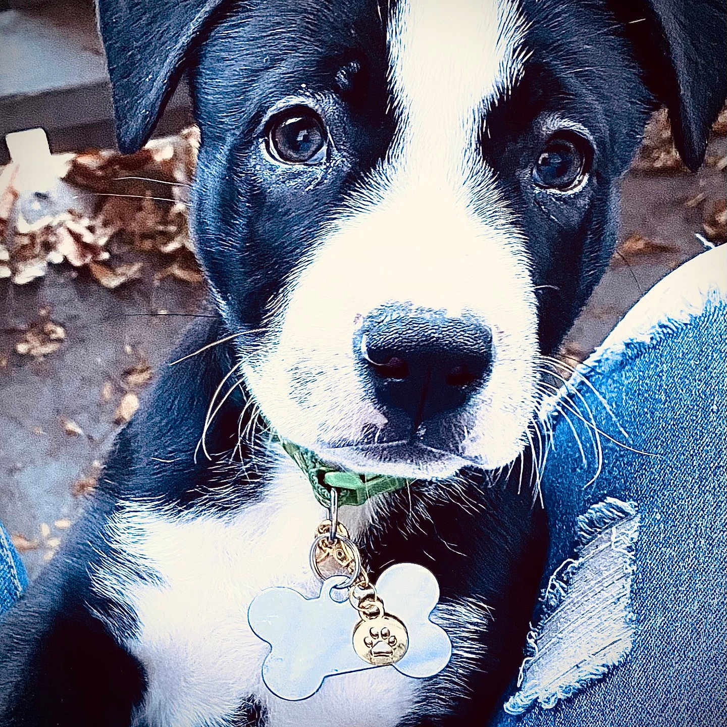 Roscoe is registered to the contest to win money with this photo: puppy, dog, black_and_white, floppy_ears, wide_eyes, collar, dog_tag, bone_tag, close_up, portrait, sitting, pet, cute, adorable, outdoor, leaves, denim, person, fur, animal