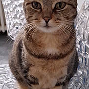 Sokette participe au concours pour gagner de l'argent avec cette photo : animal, cat, chair, close_up, curious, domestic_cat, ears, eyes, feline, focused, fur, furniture, indoor, mammal, pet, portrait, sitting, tabby_cat, transparent_chair, whiskers
