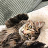 Bounty a rejoint le concours — aidez-le/la à gagner de superbes lots ! cat, tabby, fluffy, paw, stretching, green_couch, blanket, cozy, relaxed, indoor, pet, feline, whiskers, ears, fur, close_up, looking, home, resting, cute