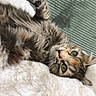 cat, tabby, fluffy, green_eyes, relaxed, cozy, blanket, indoor, pet, feline, whiskers, paw, soft, cute, resting, lying_down, closeup, portrait, fur, sleepy