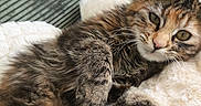 Bounty a rejoint le concours — aidez-le/la à gagner de superbes lots ! cat, tabby_cat, pet, feline, fur, whiskers, relaxed, cozy, blanket, couch, indoor, soft_texture, animal, cute, resting, close_up, domestic_animal, mammal, sleepy, paw
