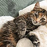 cat, tabby_cat, pet, feline, fur, whiskers, relaxed, cozy, blanket, couch, indoor, soft_texture, animal, cute, resting, close_up, domestic_animal, mammal, sleepy, paw