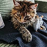 animal, blanket, cat, closeup, couch, cozy, cute, domestic, feline, fluffy, fur, indoor, kitten, paw, pet, playful, resting, tabby, toy_mouse, whiskers
