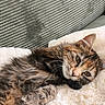 Bounty participe au concours pour gagner de l'argent avec cette photo : cat, tabby, feline, pet, animal, fur, green_eyes, whiskers, relaxed, soft_blanket, couch, striped_background, cozy, indoor, resting, cute, fluffy, closeup, lying_down, domestic_cat