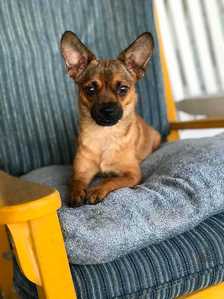 Dixie is registered to the contest to win money with this photo: canidae, carnivore, chihuahua, companion_dog, dog, dog_breed, fawn, mammal, miniature_pinscher, prazsky_krysarik, puppy, russkiy_toy, snout, toy_dog, vertebrate