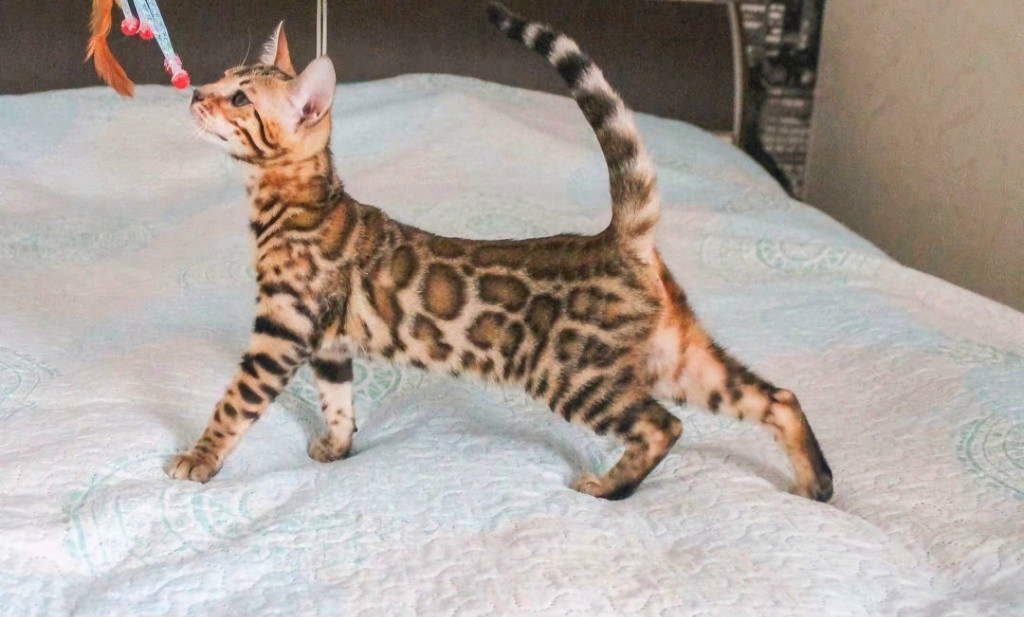 Sabre joined the competition — help win amazing prizes! carnivore, cat, claw, comfort, fawn, felidae, fur, small_to_medium_sized_cats, snout, tail, terrestrial_animal, whiskers, wildlife