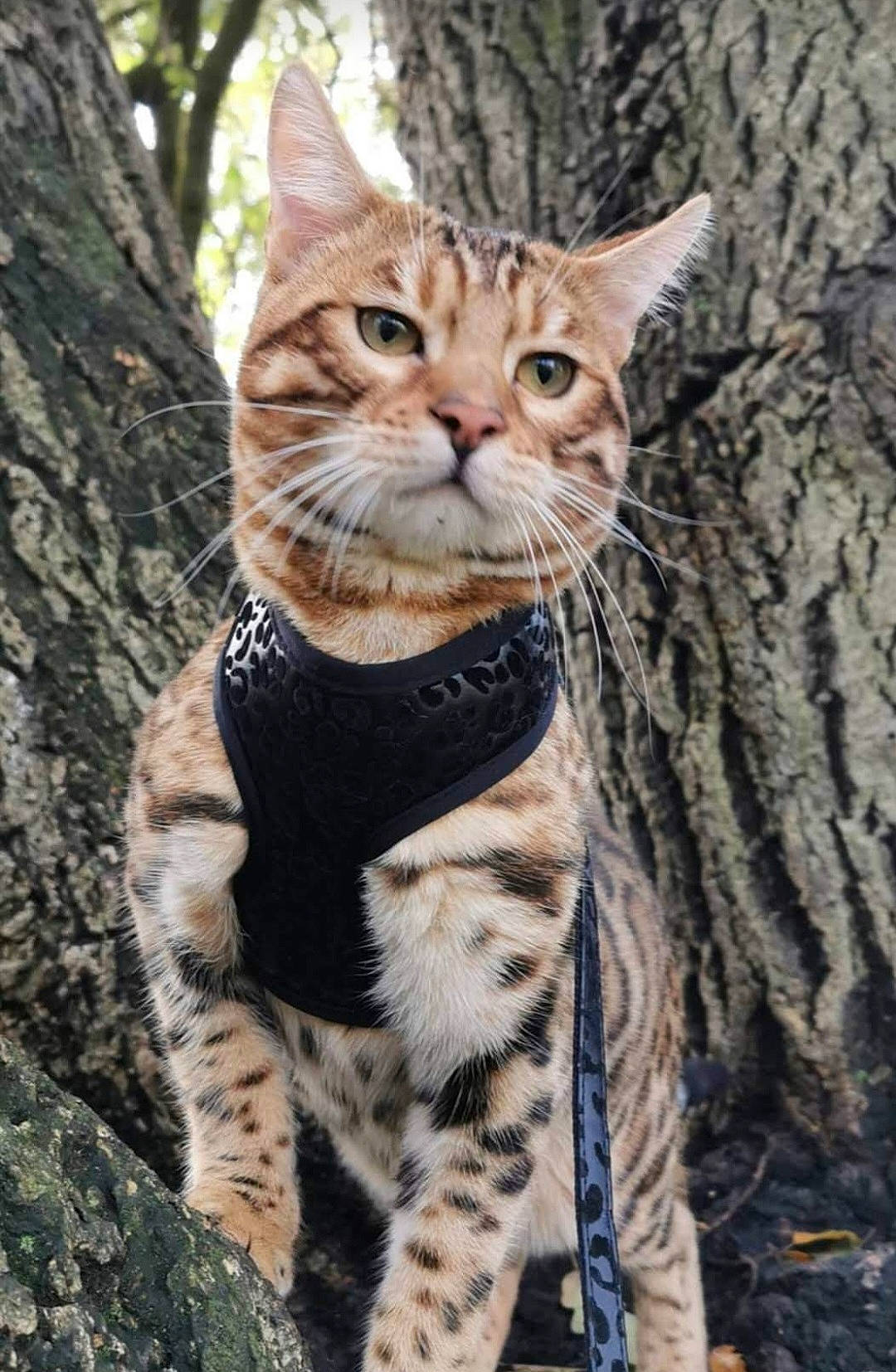 Sabre joined the competition — help win amazing prizes! carnivore, cat, claw, domestic_short_haired_cat, fawn, felidae, fur, grass, organism, plant, sitting, small_to_medium_sized_cats, snout, tail, terrestrial_animal, tree, trunk, whiskers, wildlife, wood