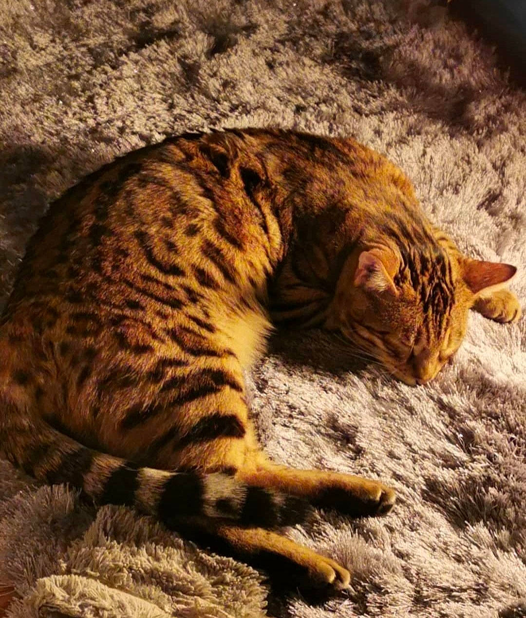 Sabre is registered to the contest to win money with this photo: big_cats, carnivore, cat, claw, comfort, domestic_short_haired_cat, fawn, felidae, fur, paw, sitting, small_to_medium_sized_cats, snout, tail, terrestrial_animal, tree, whiskers, wildlife, wood