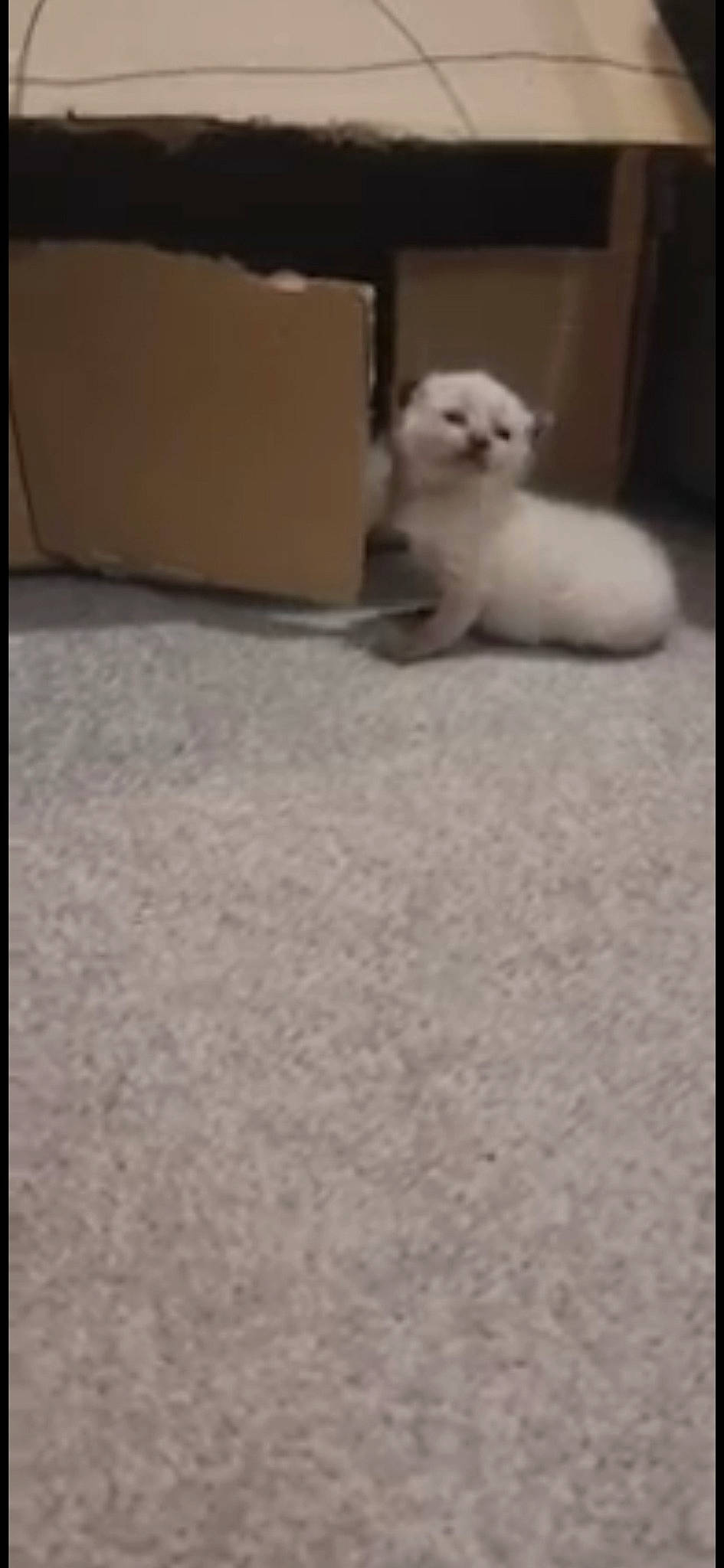 Blue joined the competition — help win amazing prizes! canidae, carnivore, cat, comfort, companion_dog, dog_breed, domestic_short_haired_cat, fawn, felidae, flooring, fur, hardwood, paw, shipping_box, small_to_medium_sized_cats, snout, tail, terrestrial_animal, whiskers, wood