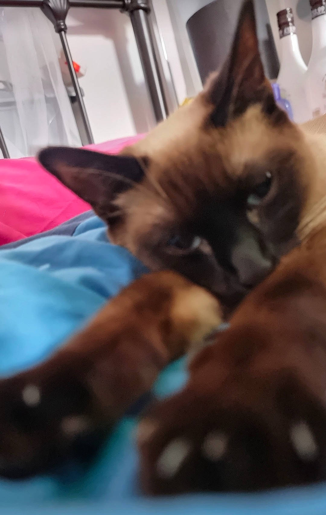 Blue is registered to the contest to win money with this photo: balinese, canidae, carnivore, cat, comfort, companion_dog, dog_breed, domestic_short_haired_cat, fawn, felidae, fur, nap, paw, siamese, small_to_medium_sized_cats, snout, tail, thai, tonkinese, whiskers