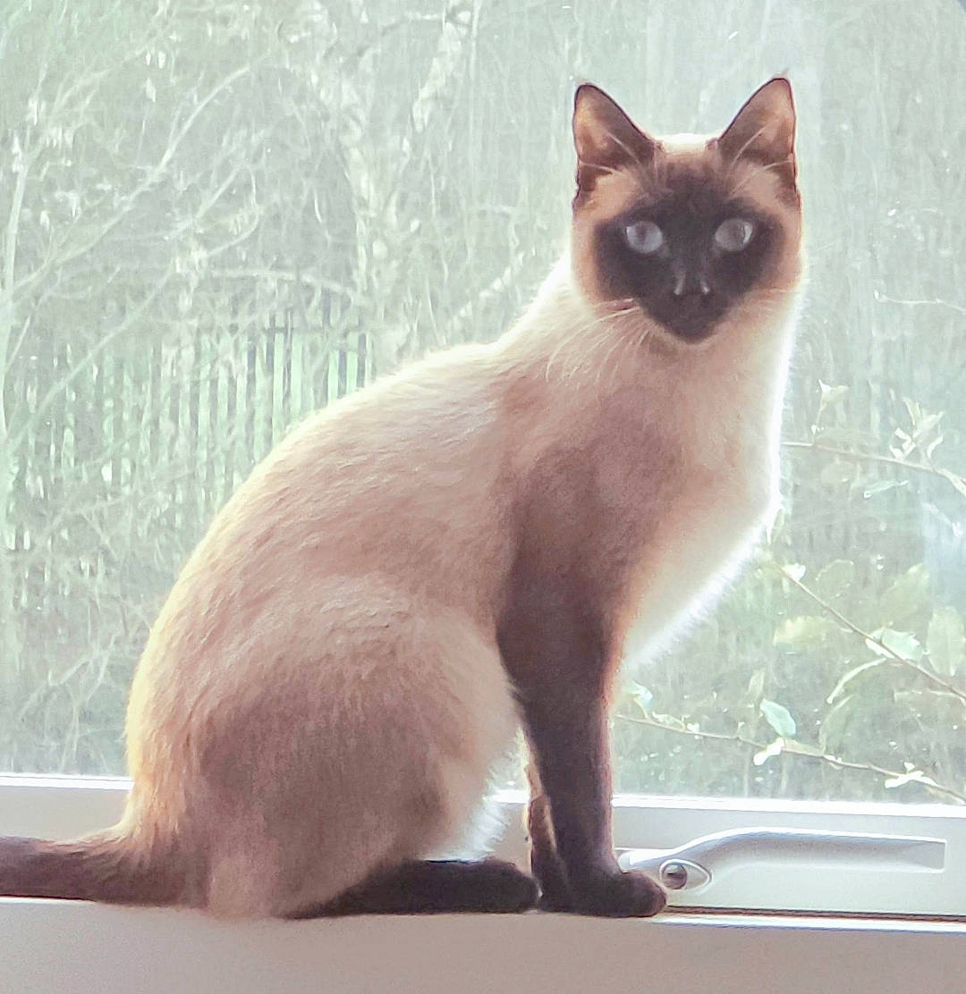 Blue joined the competition — help win amazing prizes! balinese, carnivore, cat, domestic_short_haired_cat, fawn, felidae, fur, iris, paw, siamese, small_to_medium_sized_cats, snout, tail, terrestrial_animal, thai, tonkinese, whiskers, wildlife, window, windshield