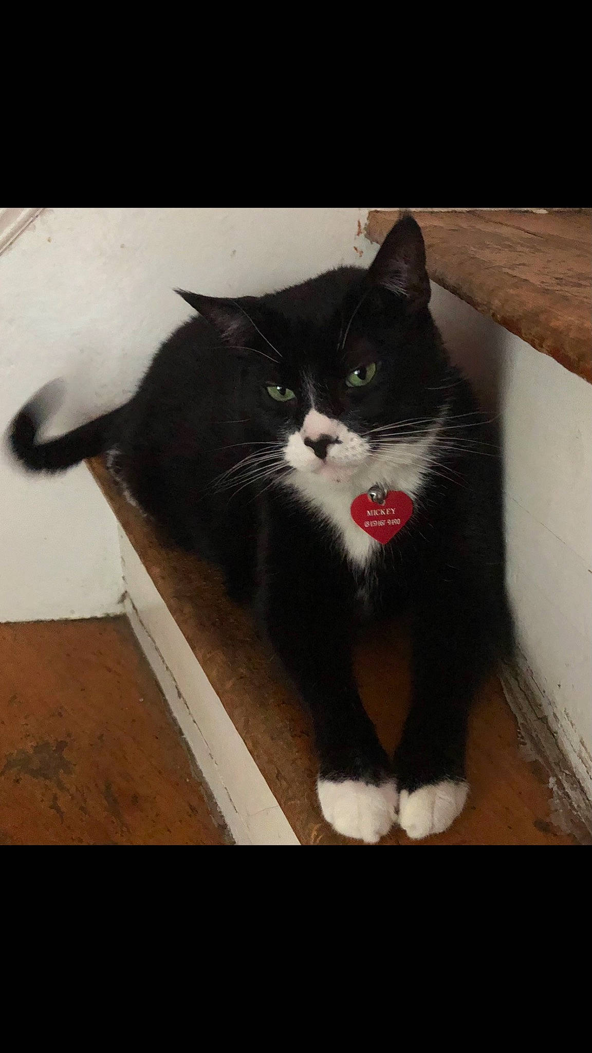 Mickey is registered to the contest to win money with this photo: black_cat, carnivore, cat, cloud, domestic_short_haired_cat, felidae, flooring, fur, grey, hardwood, human_leg, monochrome_photography, paw, small_to_medium_sized_cats, snout, tail, tints_and_shades, whiskers, window, wood