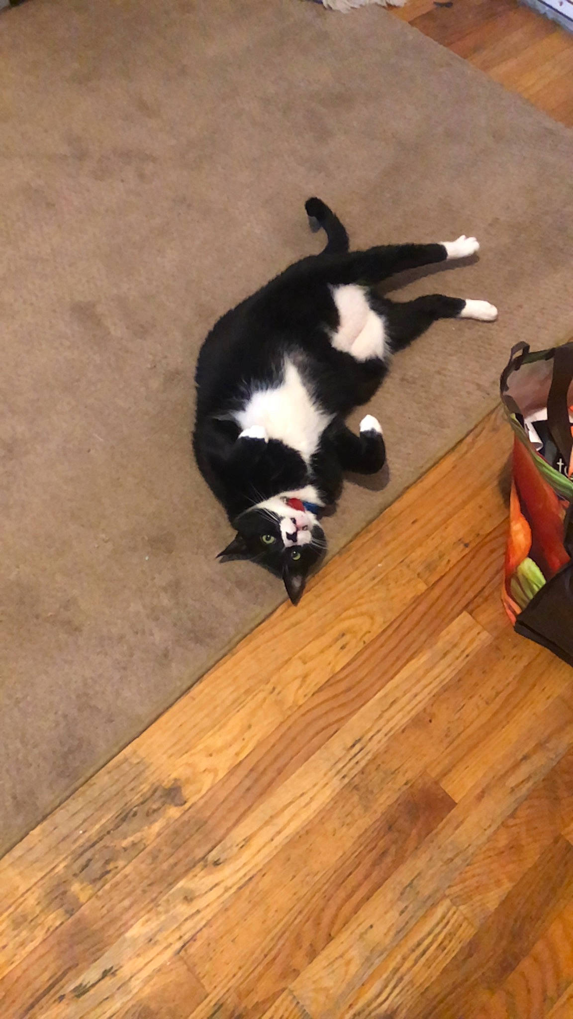 Mickey joined the competition — help win amazing prizes! carnivore, cat, comfort, companion_dog, dog_breed, felidae, floor, flooring, fur, hardwood, laminate_flooring, plywood, small_to_medium_sized_cats, snout, tail, varnish, whiskers, wood, wood_flooring, wood_stain