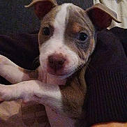 Arès a rejoint le concours — aidez-le/la à gagner de superbes lots ! animal, blanket, brown, close_up, companion, cozy, cute, dog, domestic, ears, face, fur, indoor, person_arm, pet, puppy, resting, snuggling, white, young