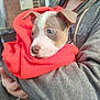Arès participe au concours pour gagner de l'argent avec cette photo : puppy, dog, blue_eyes, red_blanket, person, grey_hoodie, holding, outdoor, brick_wall, window, cute, pet, young_dog, snug, warm, face, ears, nose, portrait, human_hand