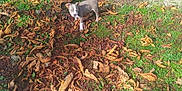 Arès participe au concours pour gagner de l'argent avec cette photo : puppy, dog, grass, leaves, autumn, tree, outdoor, nature, sunlight, shadow, curious, small, brown, green, ground, walking, pet, animal, daylight, park