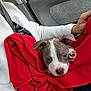 puppy, dog, blanket, red, car_interior, person, lap, cute, pet, cozy, ears, young_dog, fur, snuggled, window, seatbelt, casual_clothing, relaxed, indoor, small_dog