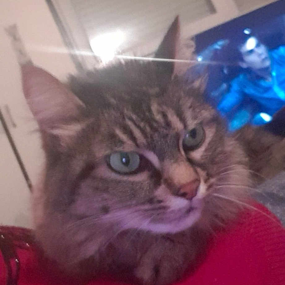 Tigra