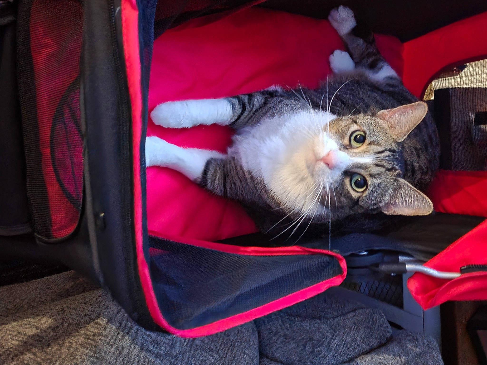 Napolean Dynamite joined the competition — help win amazing prizes! bag, baggage, canidae, carnivore, cat, claw, comfort, domestic_short_haired_cat, fashion_accessory, felidae, fur, lap, luggage_and_bags, nap, paw, small_to_medium_sized_cats, tail, vehicle, whiskers