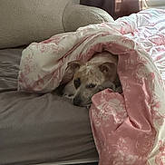 Cooper joined the competition — help win amazing prizes! dog, bed, blanket, pink, floral_pattern, cozy, indoor, resting, sleepy, curtain, window, bedding, pet, snuggled, comfort, furniture, relaxation, domestic, animal, quiet