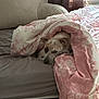 dog, bed, blanket, pink, floral_pattern, cozy, indoor, resting, sleepy, curtain, window, bedding, pet, snuggled, comfort, furniture, relaxation, domestic, animal, quiet