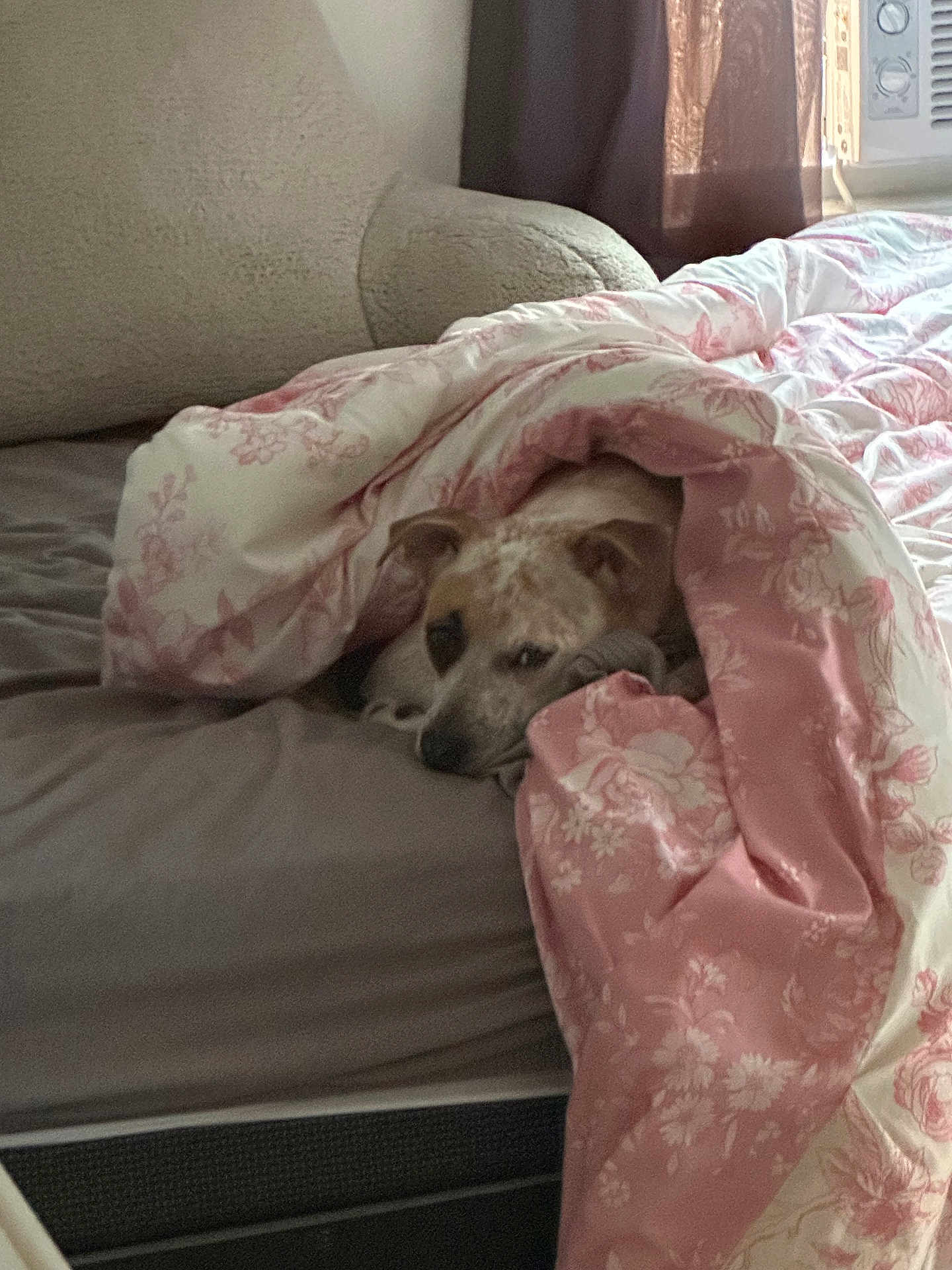 Cooper