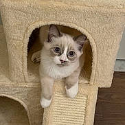 Munji joined the competition — help win amazing prizes! cat, kitten, pet, indoor, cat_tree, cat_house, scratching_post, paws, whiskers, big_eyes, fluffy, plush, curious, cozy, beige, fur, portrait, furniture, hardwood_floor, peeking