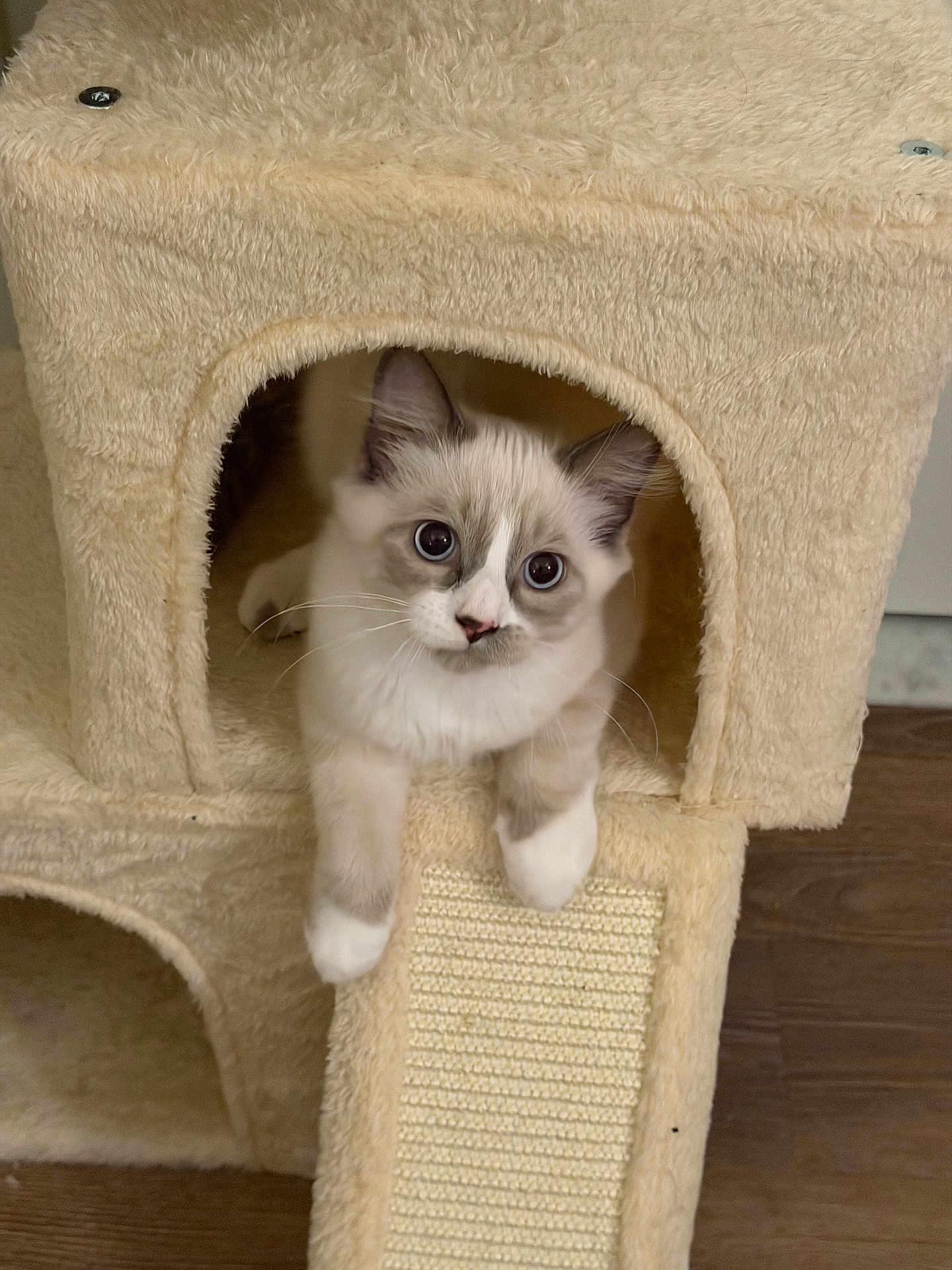 Munji joined the competition — help win amazing prizes! cat, kitten, pet, indoor, cat_tree, cat_house, scratching_post, paws, whiskers, big_eyes, fluffy, plush, curious, cozy, beige, fur, portrait, furniture, hardwood_floor, peeking