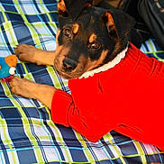 Amber is registered to the contest to win money with this photo: canidae, carnivore, design, dog, dog_breed, english_toy_terrier, german_pinscher, guard_dog, linens, mammal, miniature_pinscher, pattern, pinscher, plaid, puppy, tartan, terrier, textile, toy_dog, toy_manchester_terrier