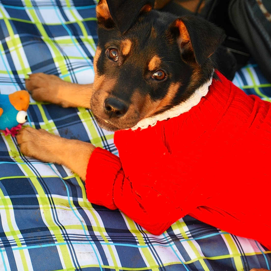 Amber is registered to the contest to win money with this photo: canidae, carnivore, design, dog, dog_breed, english_toy_terrier, german_pinscher, guard_dog, linens, mammal, miniature_pinscher, pattern, pinscher, plaid, puppy, tartan, terrier, textile, toy_dog, toy_manchester_terrier