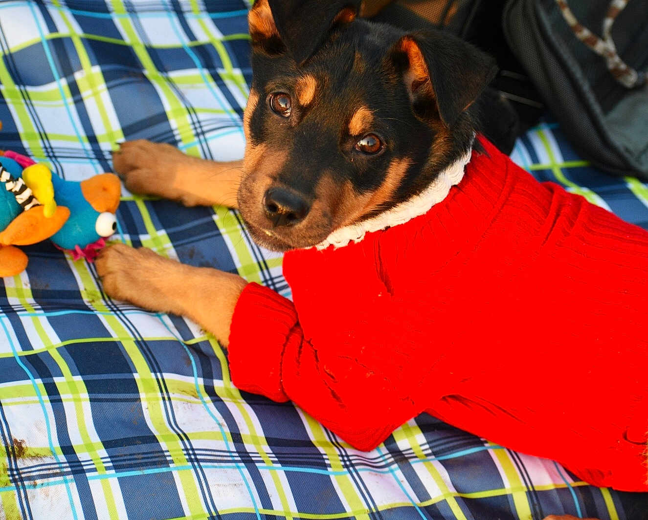 Amber is registered to the contest to win money with this photo: canidae, carnivore, design, dog, dog_breed, english_toy_terrier, german_pinscher, guard_dog, linens, mammal, miniature_pinscher, pattern, pinscher, plaid, puppy, tartan, terrier, textile, toy_dog, toy_manchester_terrier