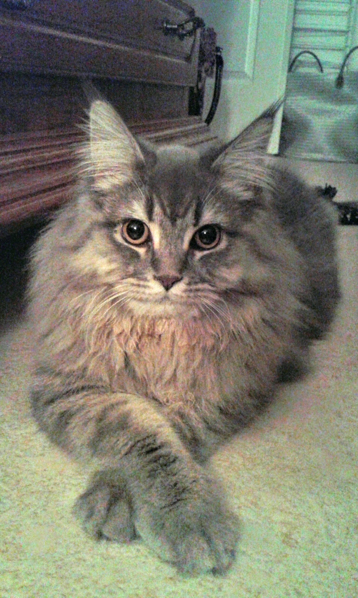 Chablis participe au concours pour gagner de l'argent avec cette photo : british_longhair, carnivore, cat, domestic_short_haired_cat, felidae, fur, grass, maine_coon, plant, siberian, small_to_medium_sized_cats, snout, tail, terrestrial_animal, whiskers