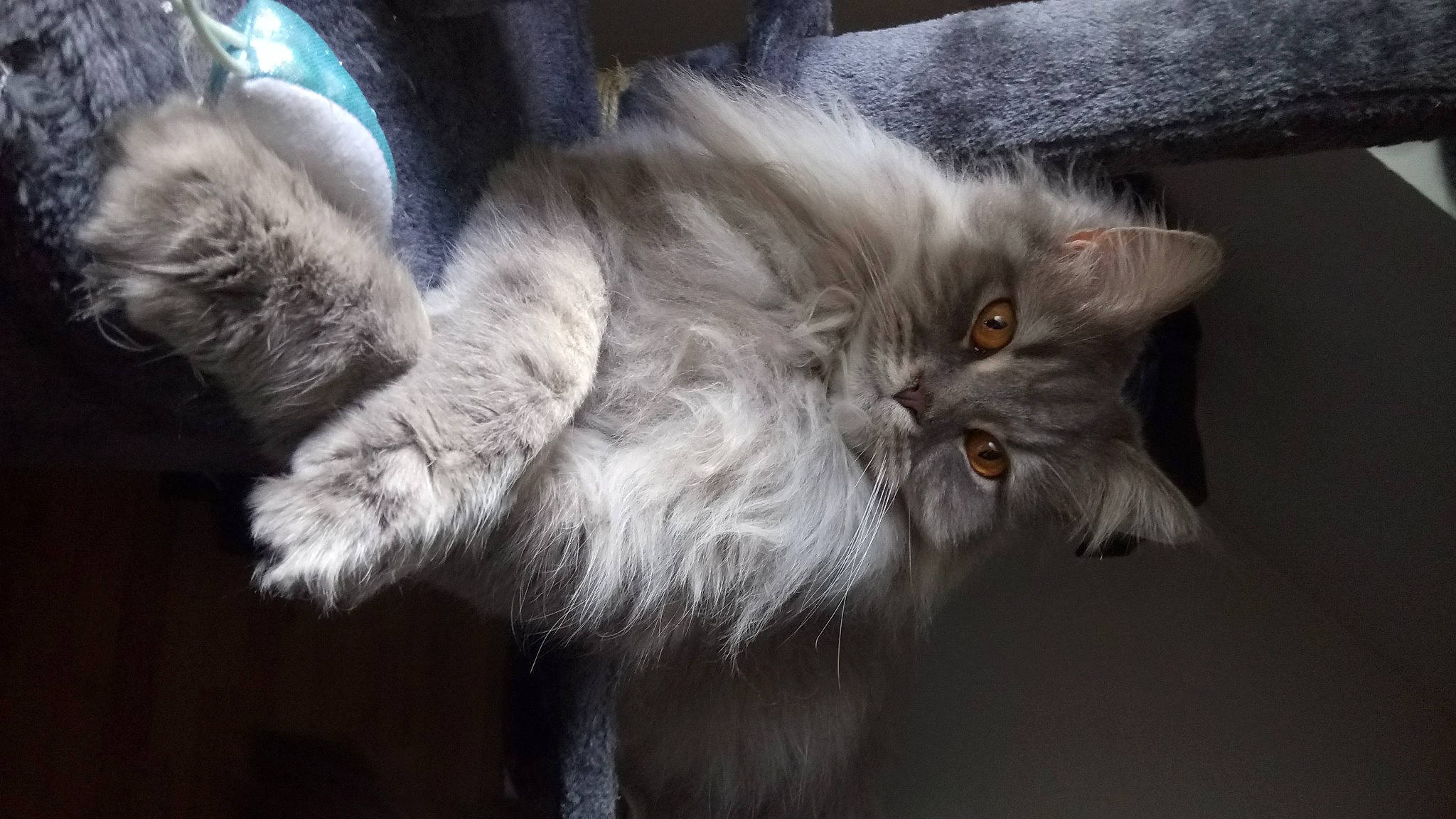 Chablis participe au concours pour gagner de l'argent avec cette photo : british_longhair, carnivore, cat, claw, close_up, electric_blue, felidae, fur, grey, paw, small_to_medium_sized_cats, snout, tail, terrestrial_animal, whiskers