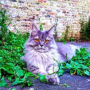 Chablis participe au concours pour gagner de l'argent avec cette photo : animal, brick_wall, cat, close_up, feline, fluffy, fur, gray, greenery, lying_down, nature, orange_eyes, outdoor, pet, plants, portrait, relaxed, street, urban, wildlife