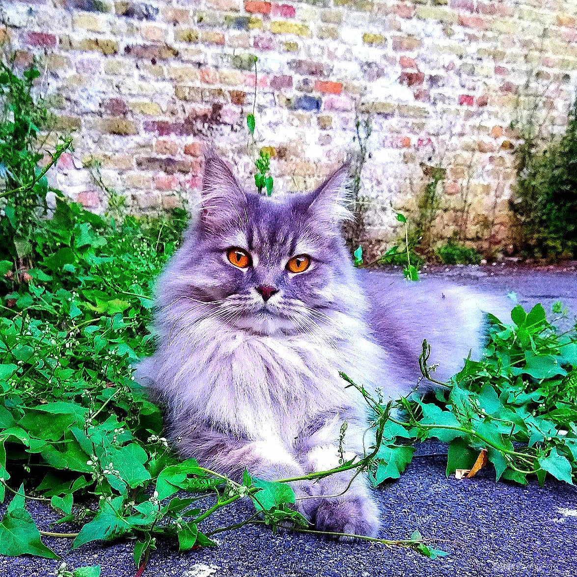 Chablis participe au concours pour gagner de l'argent avec cette photo : animal, brick_wall, cat, close_up, feline, fluffy, fur, gray, greenery, lying_down, nature, orange_eyes, outdoor, pet, plants, portrait, relaxed, street, urban, wildlife
