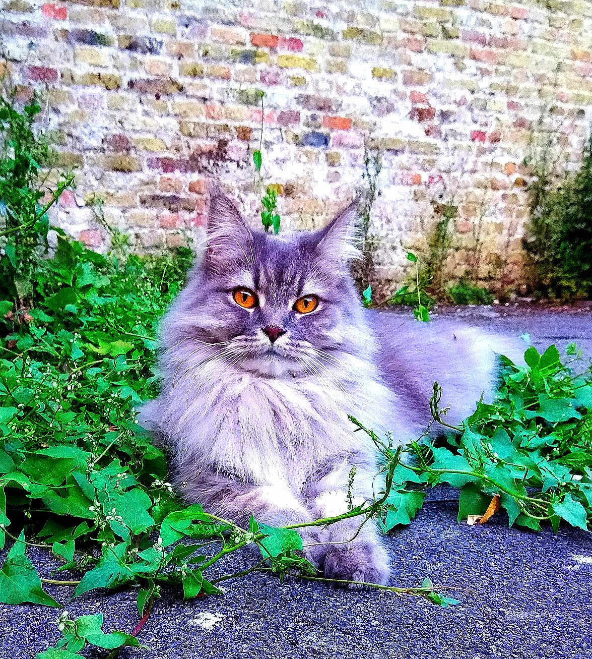 Chablis participe au concours pour gagner de l'argent avec cette photo : animal, brick_wall, cat, close_up, feline, fluffy, fur, gray, greenery, lying_down, nature, orange_eyes, outdoor, pet, plants, portrait, relaxed, street, urban, wildlife