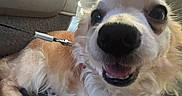 Steve joined the competition — help win amazing prizes! dog, small_dog, fluffy_fur, close_up, car_interior, smiling, pet, animal, leash, seat, sunlight, shadow, happy, cute, canine, companion, indoor, fur, muzzle, ears