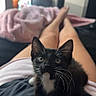 Salem joined the competition — help win amazing prizes! kitten, black_and_white, cat, pet, lap, person, legs, indoor, bed, blanket, cozy, relaxed, furniture, whiskers, curious, young, animal, cute, domestic, resting