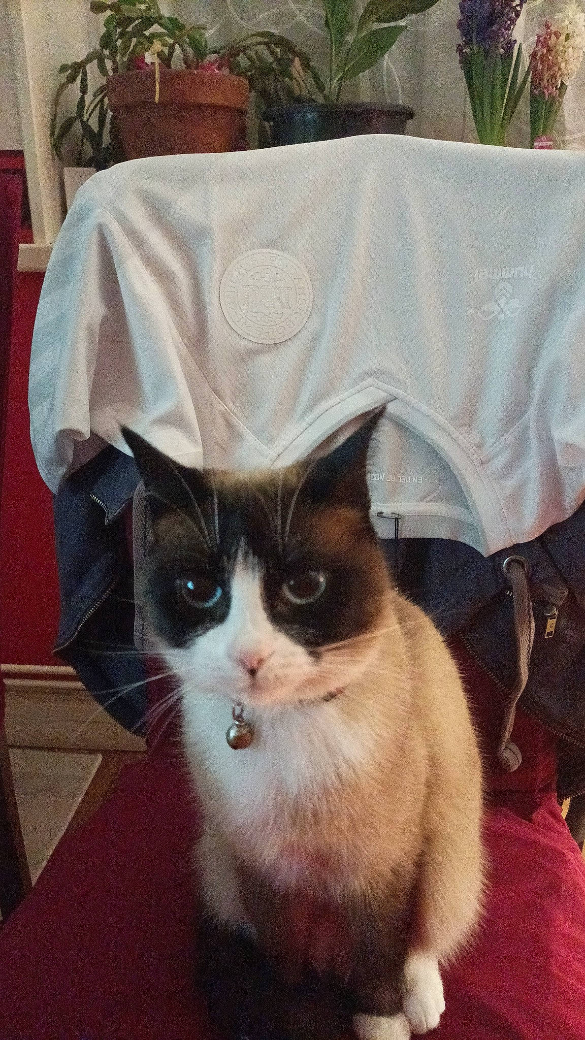 Tea a rejoint le concours — aidez-le/la à gagner de superbes lots ! bag, box, cardboard, carnivore, cat, domestic_short_haired_cat, eyewear, fawn, felidae, fur, hat, linens, packaging_and_labeling, paper_bag, plant, small_to_medium_sized_cats, snout, tail, textile, whiskers