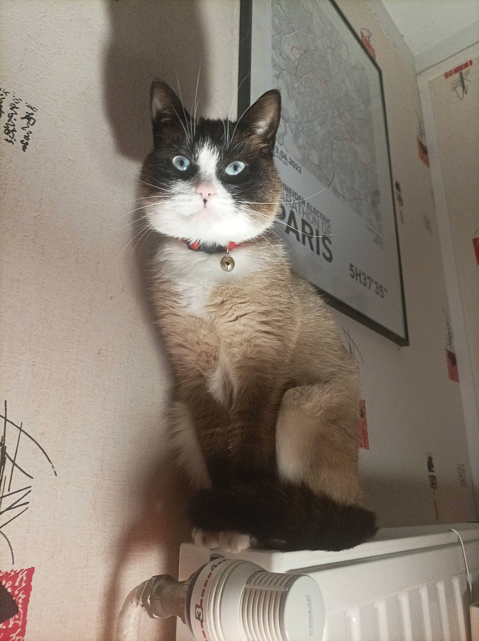 Tea a rejoint le concours — aidez-le/la à gagner de superbes lots ! box, cardboard, carnivore, cat, domestic_short_haired_cat, felidae, formal_wear, fur, grey, packaging_and_labeling, paper_product, paw, pet_supply, photo_caption, sitting, small_to_medium_sized_cats, snout, tail, whiskers